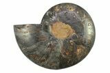 Cut & Polished Ammonite Fossil (Half) - Unusual Black Color #281440-1